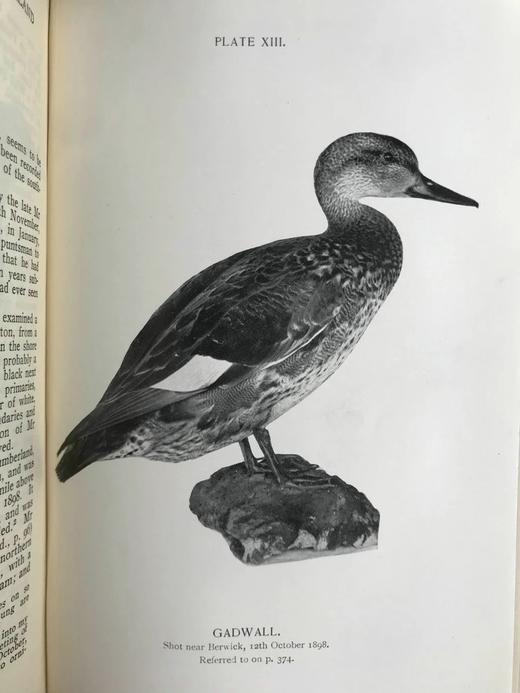 1912年 诺森伯兰和东部边界鸟类图集 27幅插图 漆布精装大32开 商品图14