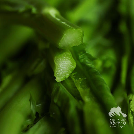 生态芥菜心 | 合作生产* Ecological mustard heart | Coproducted 商品图4