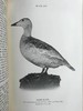 1912年 诺森伯兰和东部边界鸟类图集 27幅插图 漆布精装大32开 商品缩略图13
