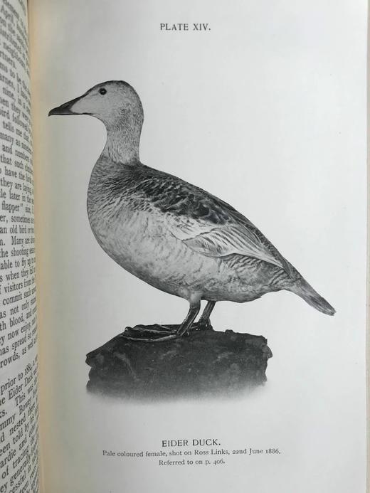 1912年 诺森伯兰和东部边界鸟类图集 27幅插图 漆布精装大32开 商品图13