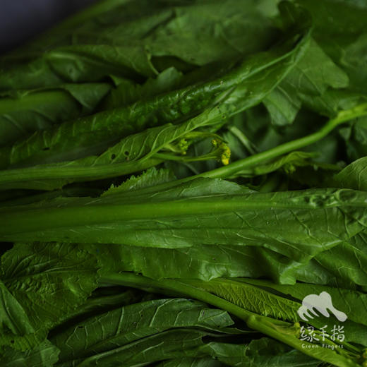 生态芥菜心 | 合作生产* Ecological mustard heart | Coproducted 商品图6