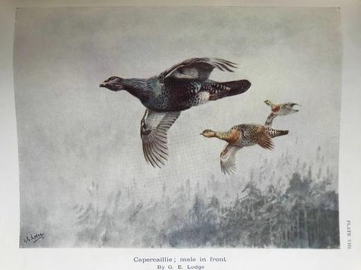 1936年 英国鸟类图集 43幅插图 漆布精装16开 商品图13