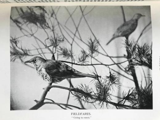 1912年 诺森伯兰和东部边界鸟类图集 27幅插图 漆布精装大32开 商品图9