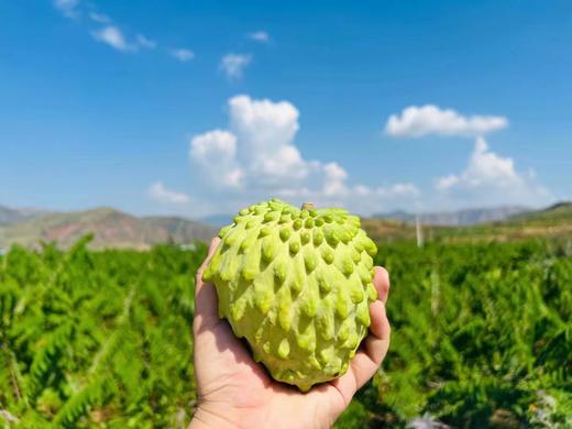 红夫人商城 海南空运 福星释迦 释迦果 约5斤装特大果 商品图0