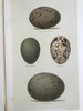 含藏书票！1896年 英国鸟卵图集 59页彩色插图 漆布精装16开 商品缩略图6