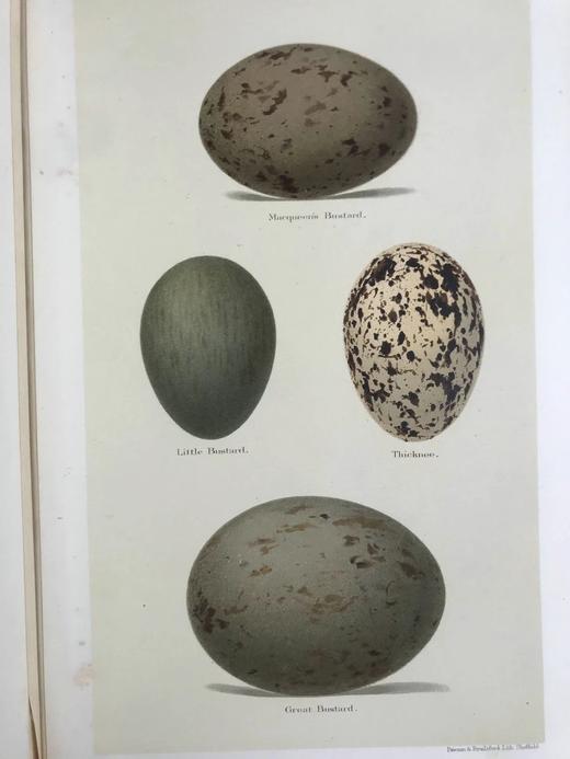 含藏书票！1896年 英国鸟卵图集 59页彩色插图 漆布精装16开 商品图6