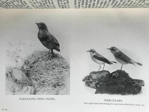 1912年 诺森伯兰和东部边界鸟类图集 27幅插图 漆布精装大32开 商品图8