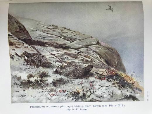 1936年 英国鸟类图集 43幅插图 漆布精装16开 商品图10