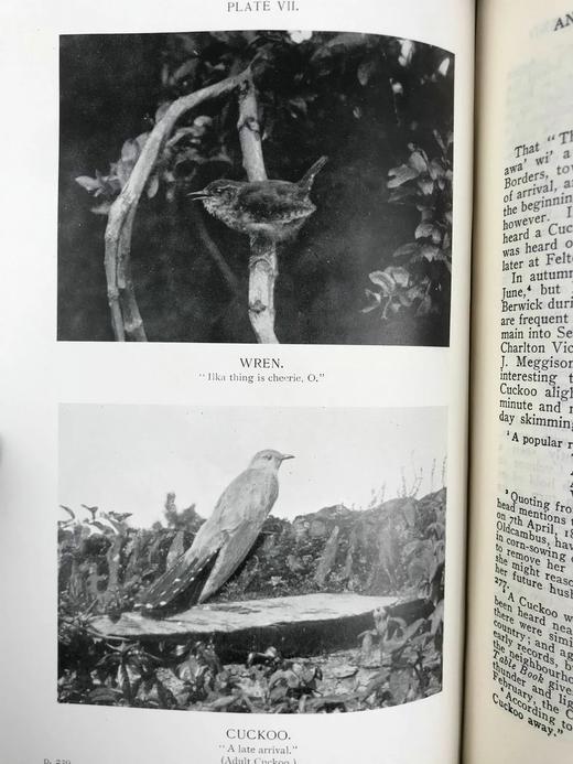 1912年 诺森伯兰和东部边界鸟类图集 27幅插图 漆布精装大32开 商品图4