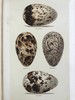 含藏书票！1896年 英国鸟卵图集 59页彩色插图 漆布精装16开 商品缩略图5