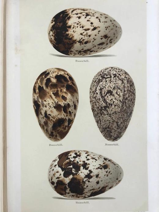 含藏书票！1896年 英国鸟卵图集 59页彩色插图 漆布精装16开 商品图5