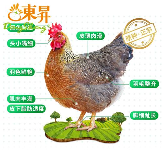 猪肚鸡食材 瑶家花黑猪猪肚1只500g 清远散养麻鸡1只 1500g 商品图4