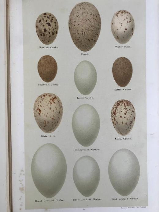 含藏书票！1896年 英国鸟卵图集 59页彩色插图 漆布精装16开 商品图7