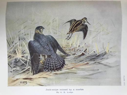 1936年 英国鸟类图集 43幅插图 漆布精装16开 商品图6