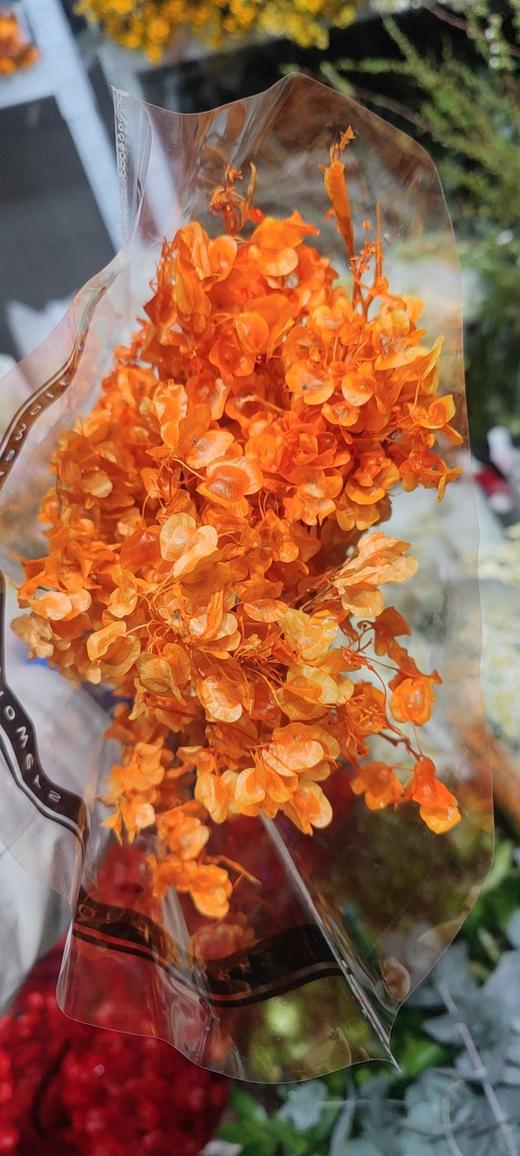 年宵花迎客豆 商品图3