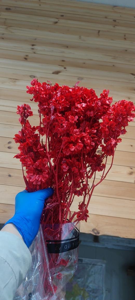 年宵花迎客豆 商品图4