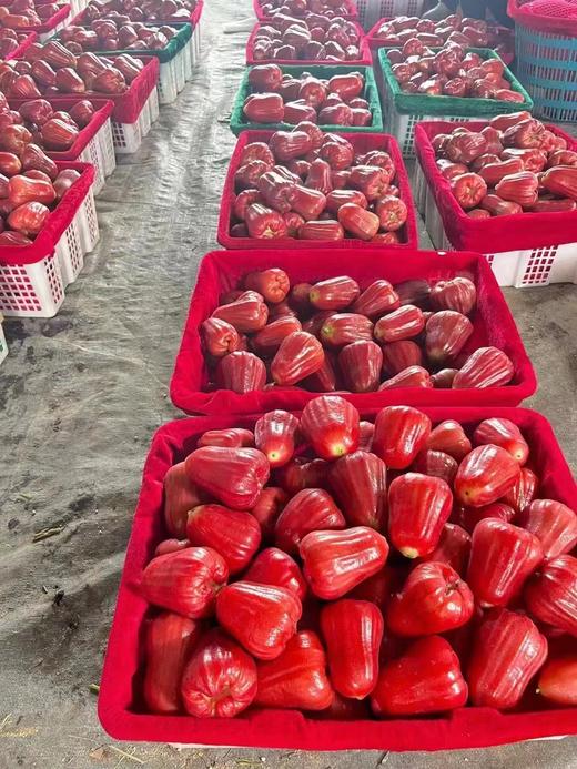 红夫人商城 海南空运 黑金刚莲雾 整箱当季一级大果3斤孕妇水果 商品图7