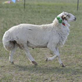 乌珠穆沁生态羊 |  草原散养 鲜嫩不膻  |  基地直发包邮* Mutton | Fair Trade