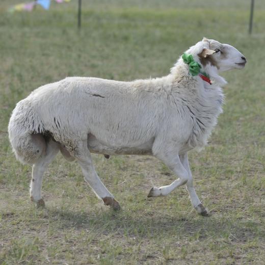 乌珠穆沁生态羊 |  草原散养 鲜嫩不膻  |  基地直发包邮* Mutton | Fair Trade 商品图0