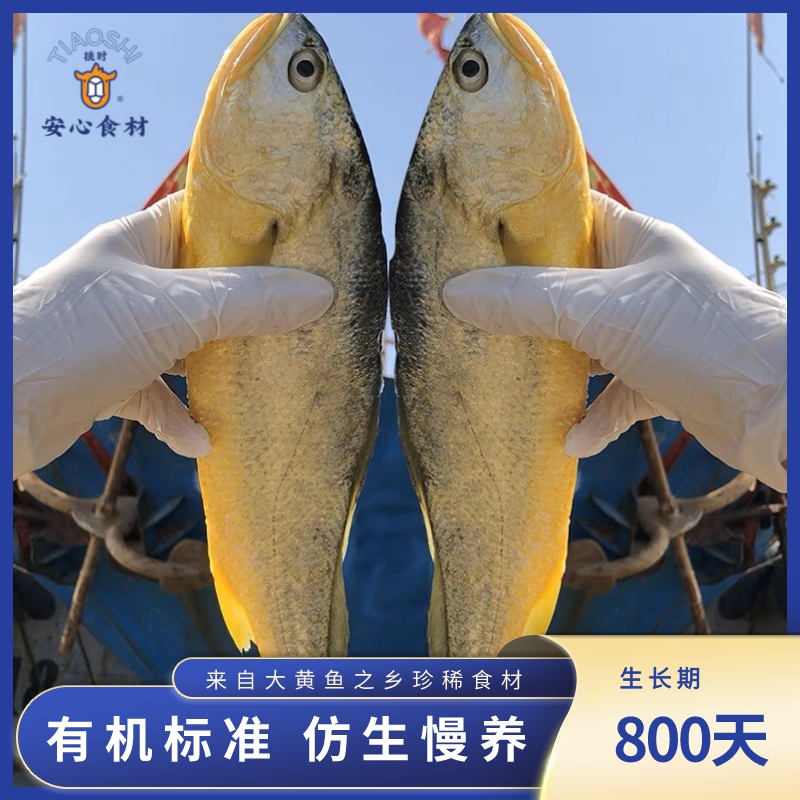 【中国大黄鱼之乡】宁德霞浦 有机大黄鱼  新鲜捕捞 0防腐 0抗生素 0激素