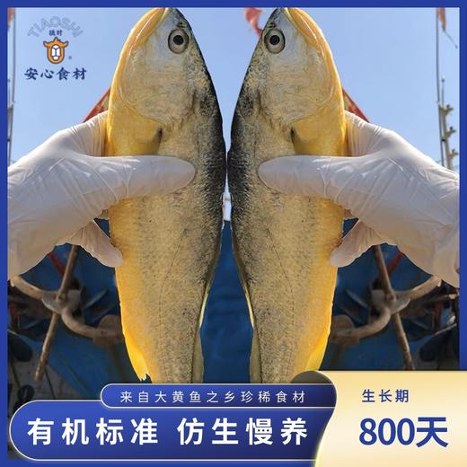 【中国大黄鱼之乡】宁德霞浦 有机大黄鱼  新鲜捕捞 0防腐 0抗生素 0激素 商品图0