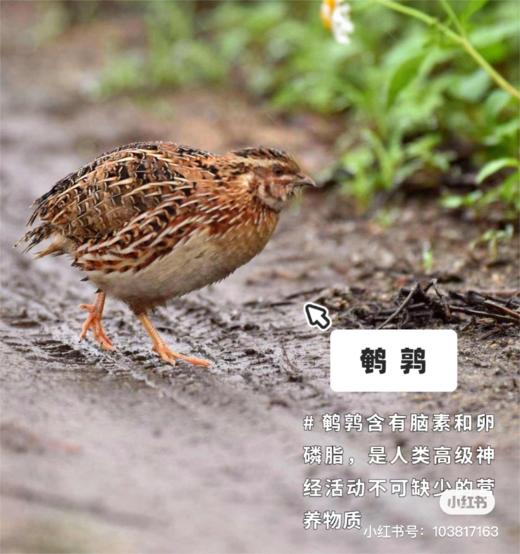 鹌鹑 约2-3两/只 商品图2