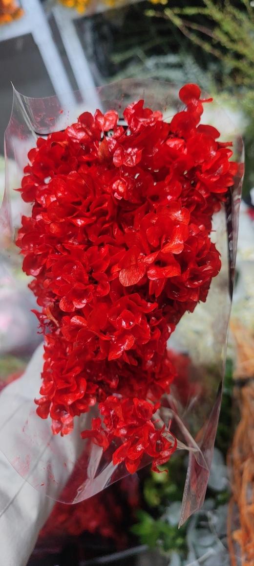 年宵花迎客豆 商品图2