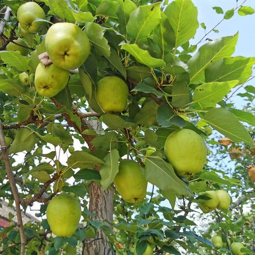 【水果组合】 阿克苏苹果8斤+天山酥梨8斤 商品图2