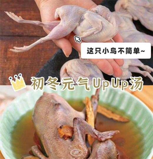 鹧鸪 约6两/只 | 清远石鸡 商品图2