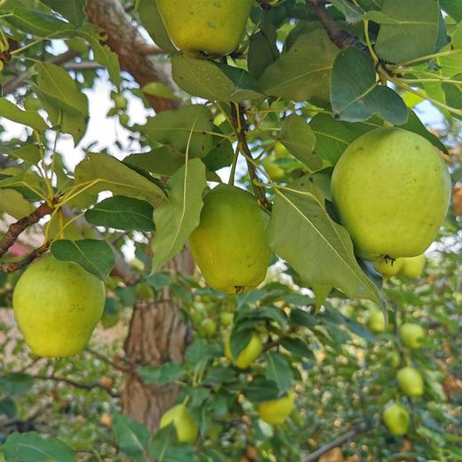 【水果组合】 阿克苏苹果8斤+天山酥梨8斤 商品图3