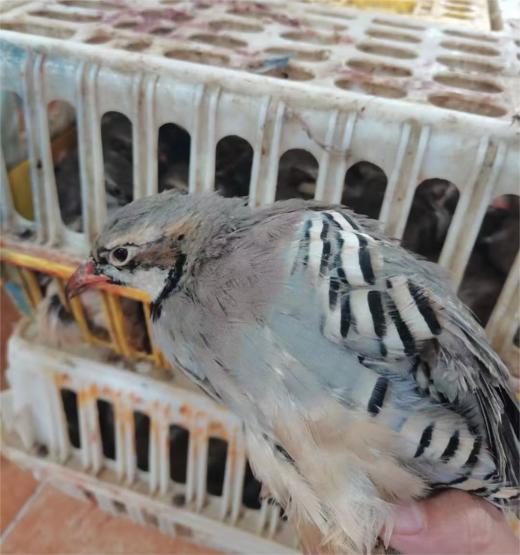 鹧鸪 约6两/只 | 清远石鸡 商品图4