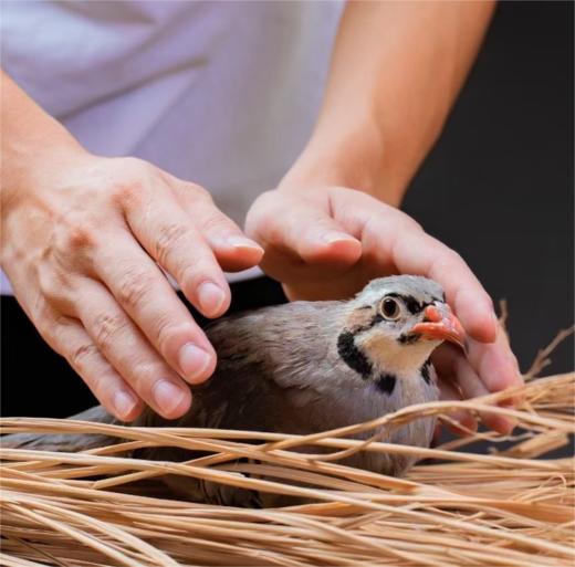 鹧鸪 约6两/只 | 清远石鸡 商品图3