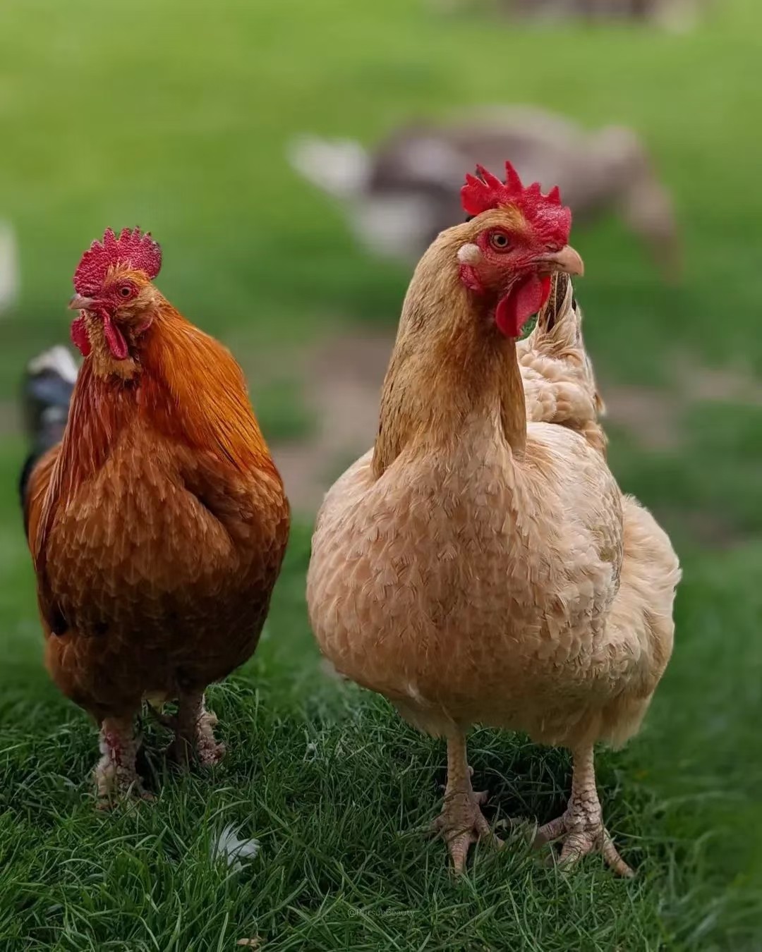 煲汤小柴鸡老母鸡