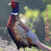 七彩山鸡约2.4斤 商品缩略图0
