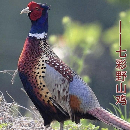 七彩山鸡约2.4斤 商品图0