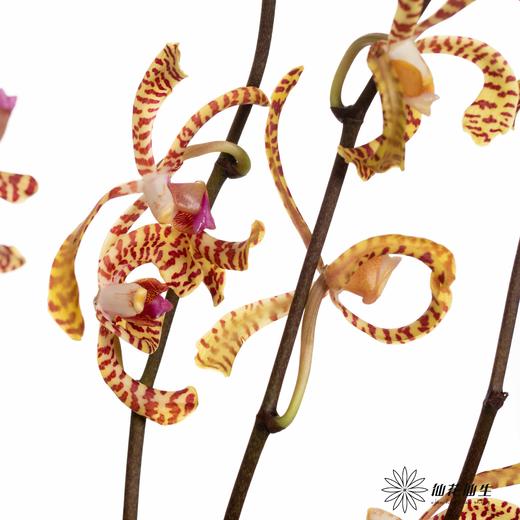 兰花 | 猴子兰 商品图2