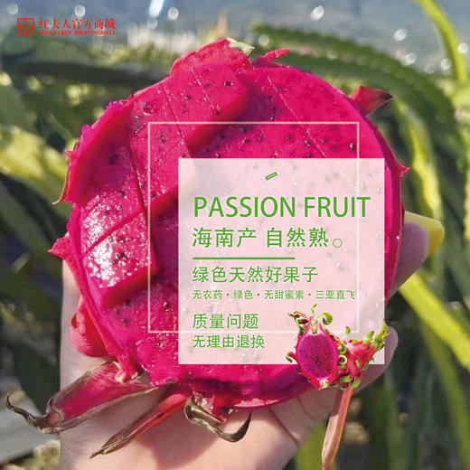 红夫人商城 海南空运 京都一号 甜心女王 红心火龙果 整箱5-5.5斤 商品图1