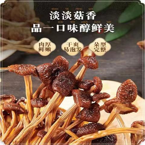 干货无硫未开伞茶树菇新鲜菌菇干货200g/袋 商品图2