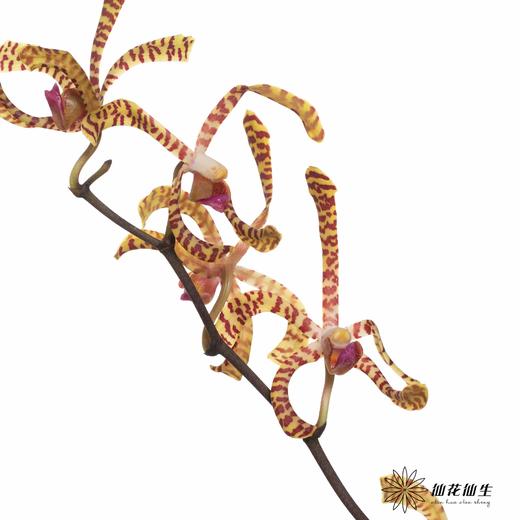 兰花 | 猴子兰 商品图3