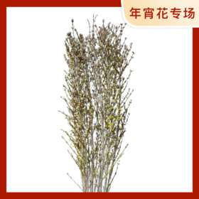 如意荷兰寸寸金-90CM 10枝一扎