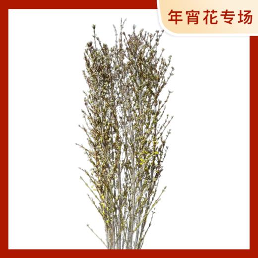 如意荷兰寸寸金-90CM 10枝一扎 商品图0