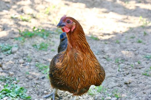 煲汤小柴鸡老母鸡 商品图6