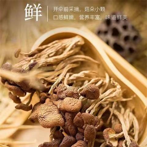 干货无硫未开伞茶树菇新鲜菌菇干货200g/袋 商品图1