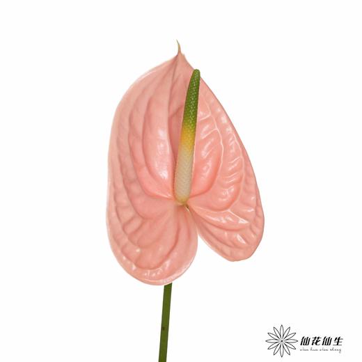 掌 | 干杯【轻微瑕疵不售后】 商品图1