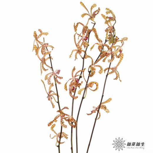 兰花 | 猴子兰 商品图0