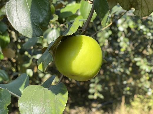 云南西双版纳·苹果枣4斤装 商品图4