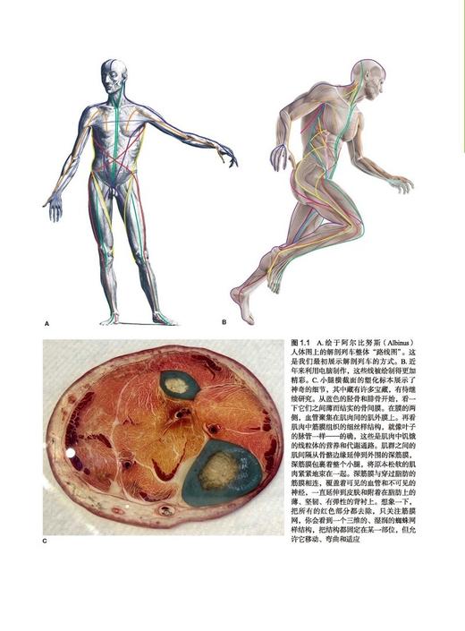 解剖列车手法与运动治疗的肌筋膜经线 第4版 关玲主译 筋膜疾病诊疗肌筋膜经线东方医学身体解读 北京科学技术出版社9787571425982 商品图4