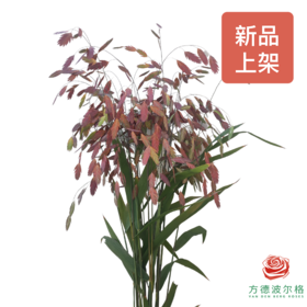 小盼草 秋色