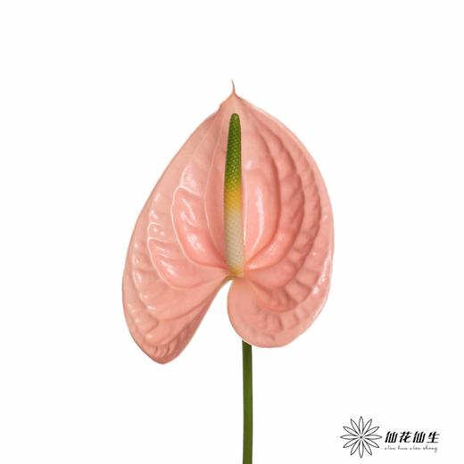 掌 | 干杯【轻微瑕疵不售后】 商品图0