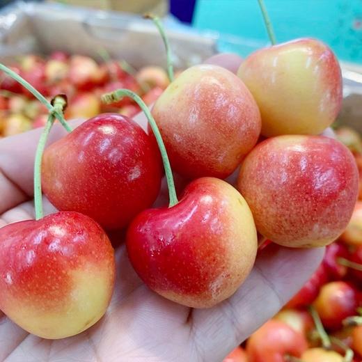 H雷尼尔车厘子 商品图0